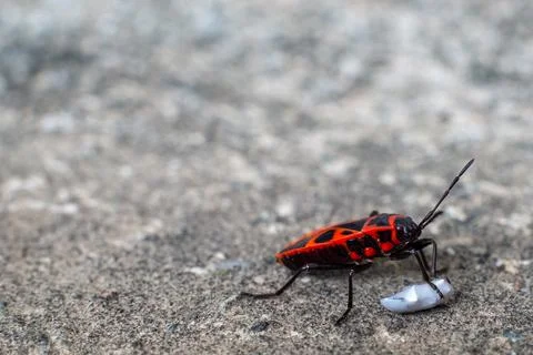 Red and black bedbug insect pushing food. Macro photography. Stock Photos