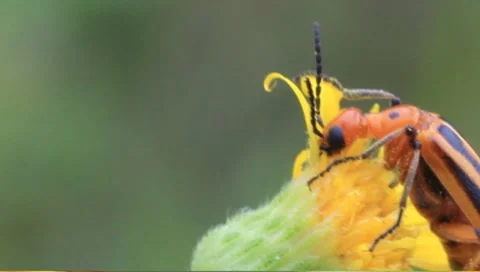 Red and black beetle eating yellow flower Stock Footage 8577157