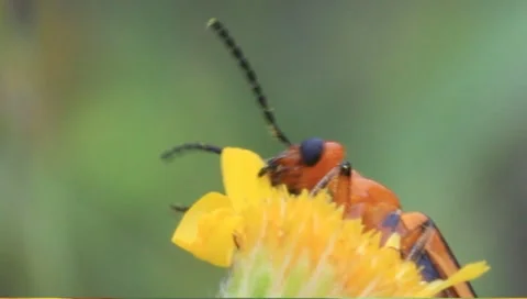 Red and black beetle eating yellow flower Stock Footage 8577291