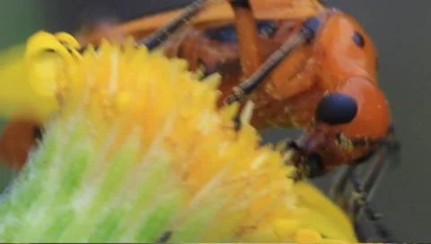 Red and black beetle eating yellow flower Stock Footage 8577643