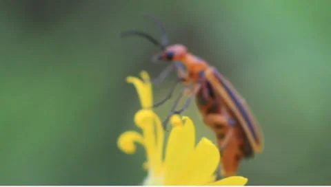Red and black beetle eating yellow flower Stock Footage 8607911
