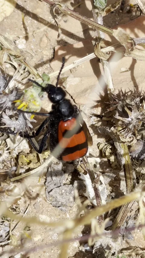 Red and Black Beetle Macro on Dry Desert Ground Nature Background Stock Footage 334684288