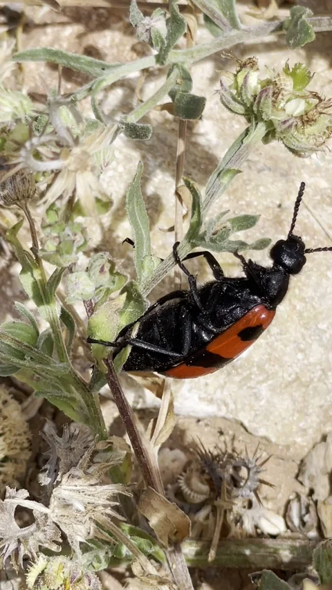 Red and Black Beetle Macro on Dry Wild Plants Nature Background Vídeo Stock 334684297