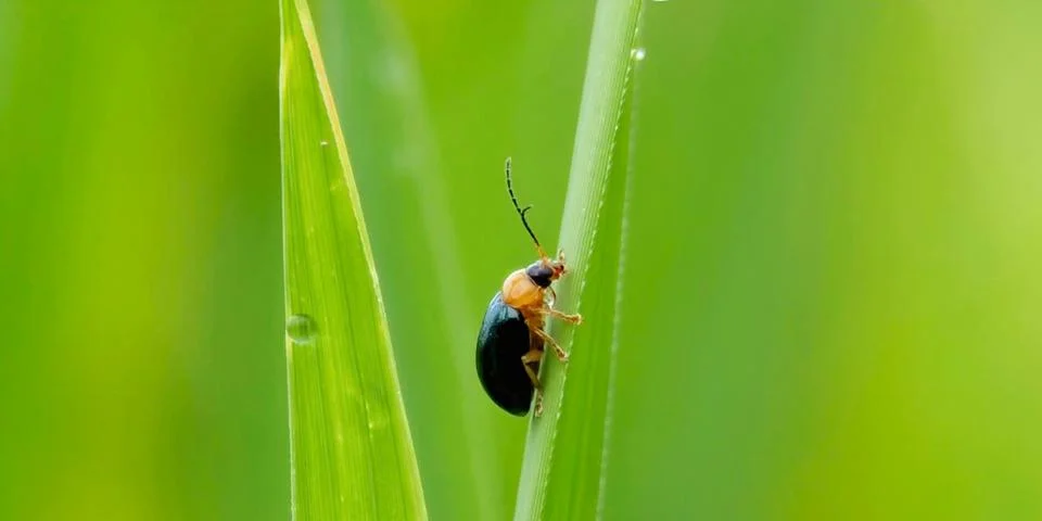 Red and Black Beetle on Tree Branch, Macro Insect Photography Foto stock