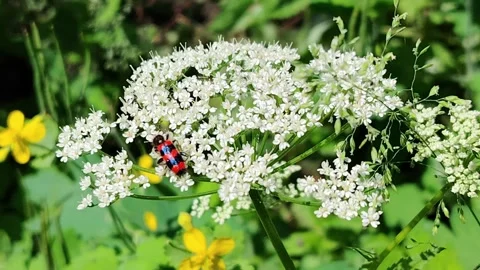 Red and black beetle on white wildflower. Stock Footage 311906209