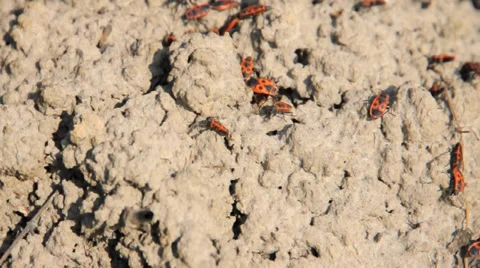 Red and black beetles on the ground. Stock Footage 36707156