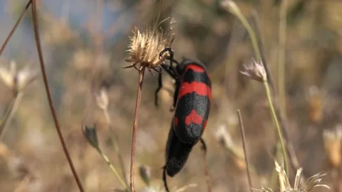 Red and black blister beetle clings to dry stems in a close macro insect scene Stock Footage 339819262