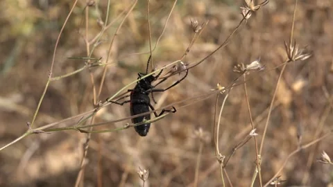 Red and black blister beetle clings to dry stems - Natural Field and Beetle Body Stock Footage 339819266