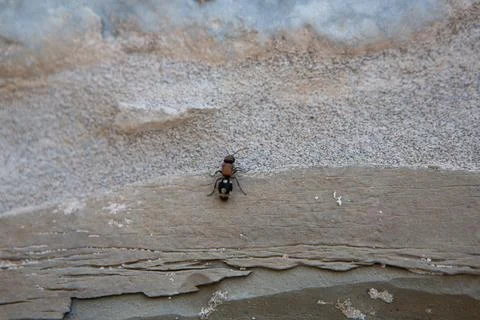 Red and black bug is crawling on a rock 스톡 사진