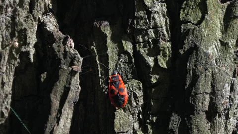 Red and black bug crawls over tree bark Video stock 345974018