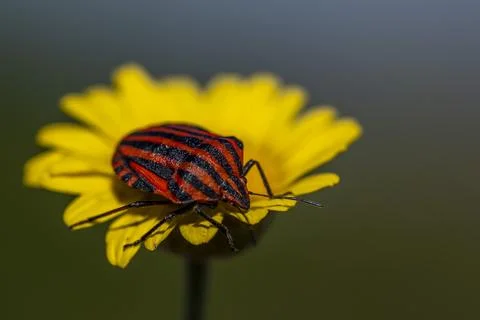 A red and black bug is sitting on a yellow flower Stock-Fotos