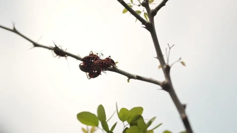 Red and black bugs clustered on tree branch in daylight Stock Footage 314091055