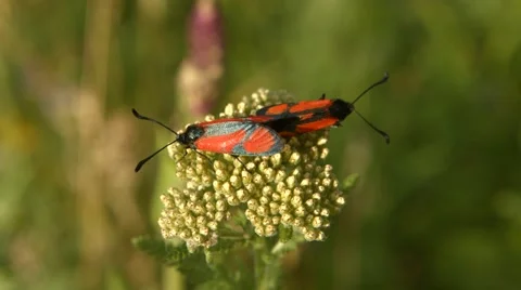 Red and Black Bugs Sitting on a Plant Stock Footage 53232719