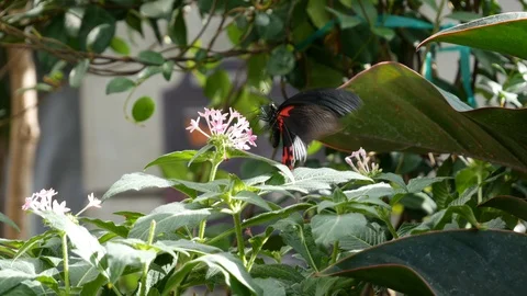 Red and black butterfly extends a long proboscis to extract nectar from a Stock Footage 102192463