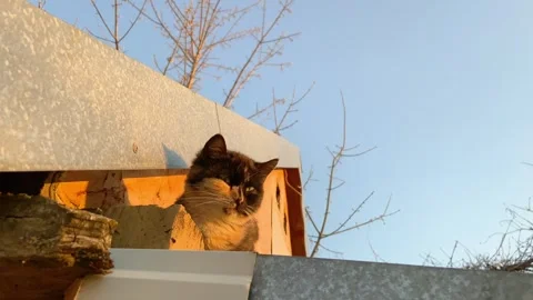 A red and black cat sits on a roof in early spring. Stock Footage 307968050