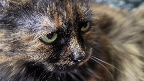 Red and black cat yellow green eyes lovely pet kitty lying feline close portrait Stock Footage 271032414