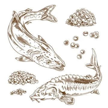 Red and black caviar heaps, salmon or trout and sturgeon beluga fishes engraved Stock Illustration