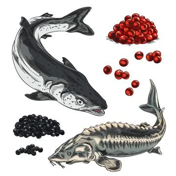 Red and black caviar heaps, salmon or trout and sturgeon beluga fishes hand Stock Illustration