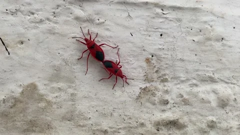 Red and Black coloured bugs mating. Stock Footage 219260391
