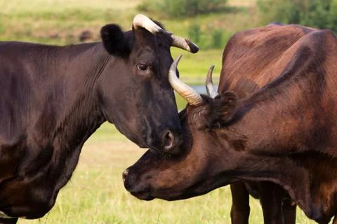 Red and black cows Stock Photos