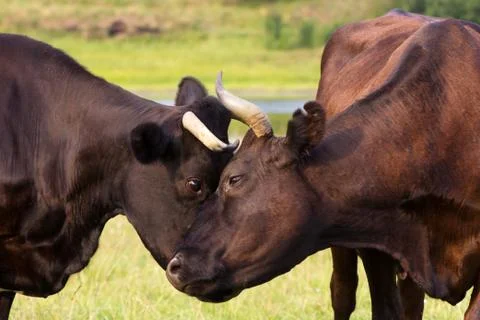 Red and black cows Foto stock