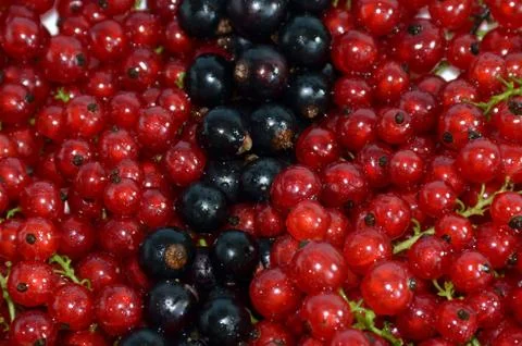 Red and black currant	 Stock Photos