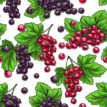 Red and black currants Stock Illustration
