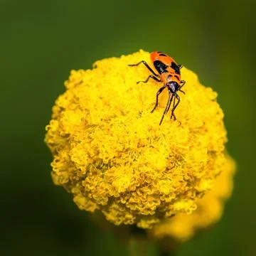 Red and black firebug on a bright yellow flower, 스톡 사진