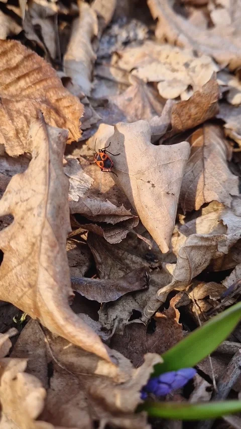 Red and black firebug insect moving among dry fallen leaves. Early spring forest Stock Footage 303780200