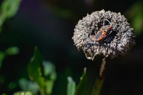 Red and black firebug resting on dried flower head in sunlight, close-up ma.. Stock Photos