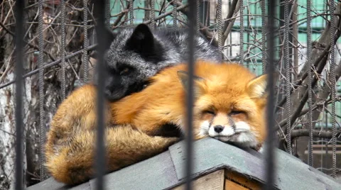 Red and black Foxs bask against each other Stock Footage 68189792