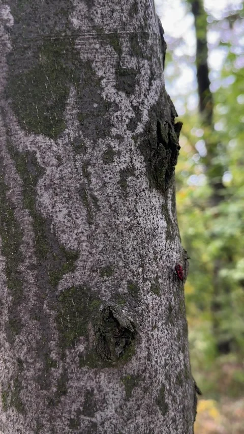 Red and black insect crawling on textured tree Stock Footage 346288659