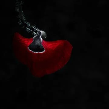 Red and black. Interior work. Stock Illustration