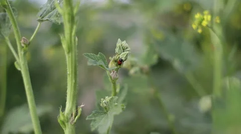 Red and black ladybug on a green plant, close up, shallow DOF Video stock 54800944