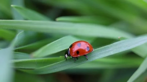 Red and black ladybug insect crawling Stock Footage 153138766