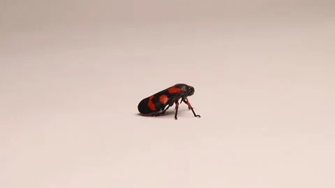 Red and black leafhopper (Cercopis vulnerata) adult. Leafhoppers, insects, bugs Stock Footage 198233326