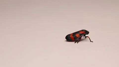 Red and black leafhopper (Cercopis vulnerata) adult. Leafhoppers, insects, bugs Stock Footage 198237458