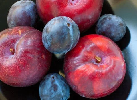 Red and black plums Stock Photos