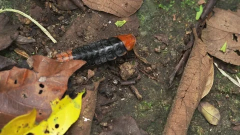 Red and Black Rove Beetle Crawling on Forest Litter in Thailand 스톡 동영상 335261138