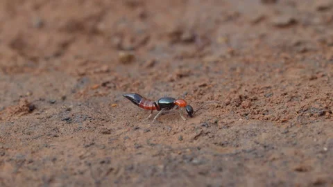 Red and Black rove beetle sips wet mud during summer heat as worker ants harass 動画素材 346878669