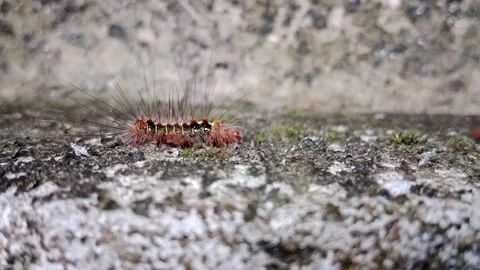 Red and black running caterpillar background Stock Footage 222974347