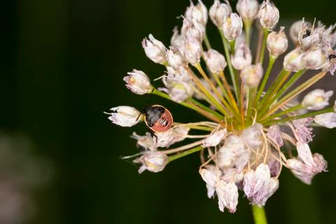 Red and black shield bug on a flower bloom filled with tiny  pink buds agains Stock Photos