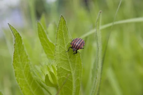 A red and black striped bug on a green leaf in the garden. Stock Photos