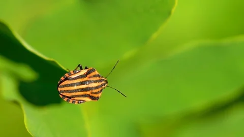 Red And Black Striped Shield Bug in Slow Motion Stock Footage 81593158