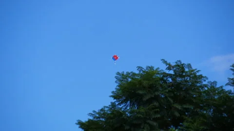 A red and blue coloured kite accidently getting stuck in a big green tree Stock Footage 258536301