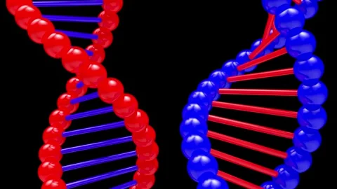 Red and blue DNA helices rotating on black, 3D animation. Stock Footage 336074446