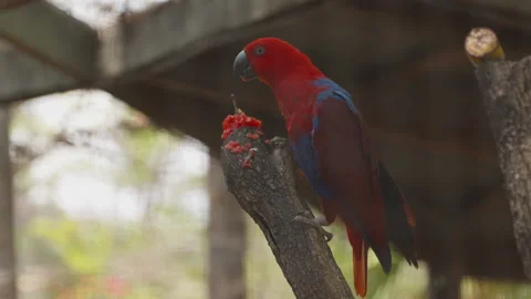 A red and blue Eclectus Parrot eats red fruit on a tree branch Vídeos de archivo 320860739