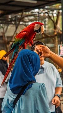 Red and blue feathered eclectus parrot on the  head of a hijab girl in a mi.. Stock Photos