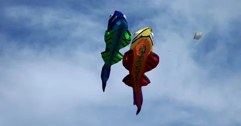 Red and blue fish, fish kites playing in the air, Kite festival Stock Footage 66781905