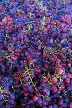 Red and blue grapes Stock Photos